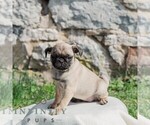 Small #3 Pug