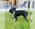 Small #2 Australian Shepherd