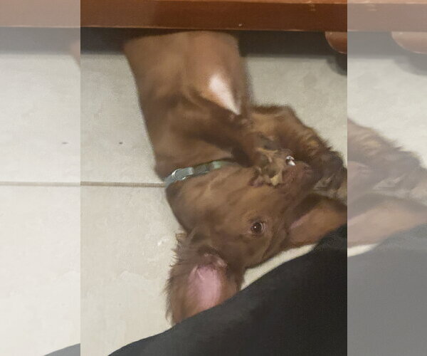 Medium Photo #2 Dachshund-Unknown Mix Puppy For Sale in Tampa, FL, USA