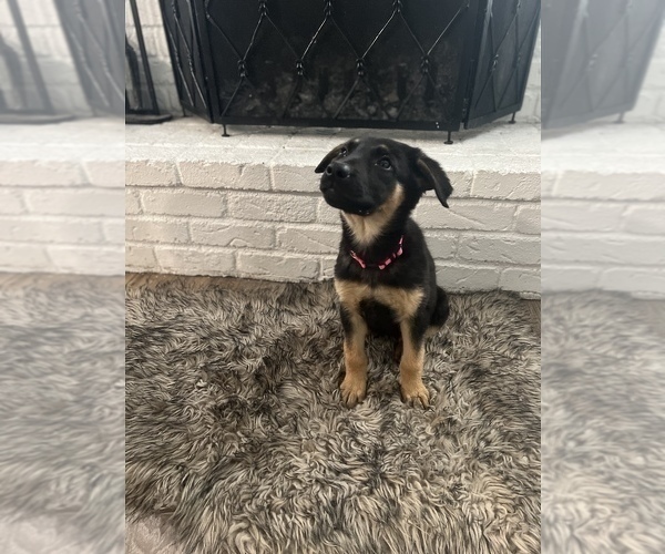Medium Photo #1 Malinois Puppy For Sale in SACRAMENTO, CA, USA