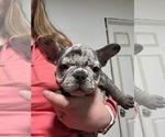 Small Photo #48 French Bulldog Puppy For Sale in FOUNTAIN CITY, IN, USA