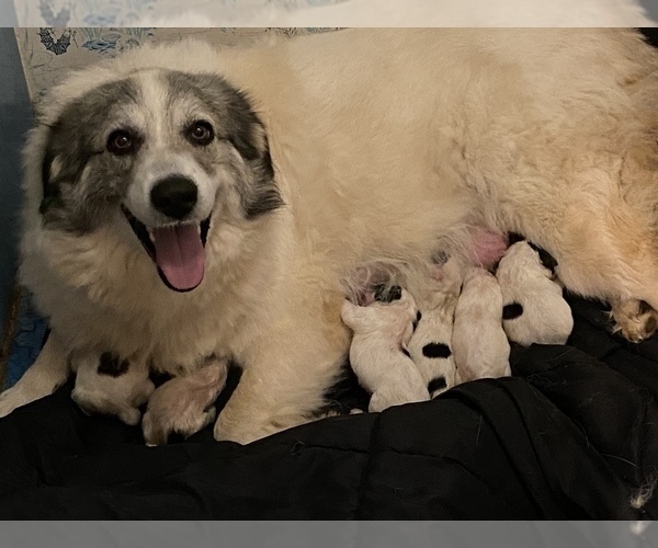Medium Photo #1 Great Pyrenees Puppy For Sale in CLEVELND, TN, USA
