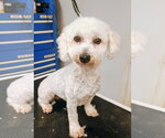 Small #4 Bichon Frise