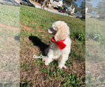 Small #1 Poodle (Standard)