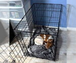 Small #5 Chihuahua