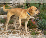 Small #1 Labrador Retriever Mix