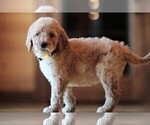 Small Photo #10 Poodle (Standard) Puppy For Sale in STANLEY, VA, USA