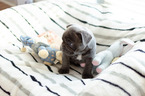 Small Photo #6 French Bulldog Puppy For Sale in FAYETTEVILLE, AR, USA