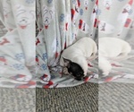 Small #3 French Bulldog