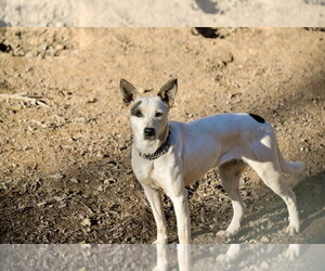 Ethel Mae - Female Mutt Dog for Adoption - Photo #3