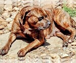 Small Photo #1 Boerboel-Cane Corso Mix Puppy For Sale in TOMBALL, TX, USA