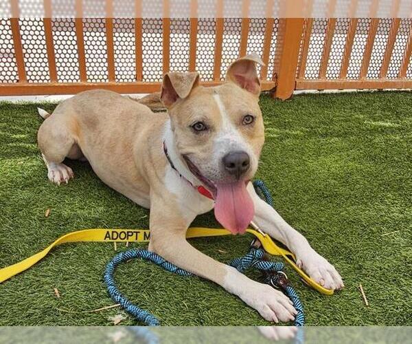 Medium Photo #2 American Pit Bull Terrier-Unknown Mix Puppy For Sale in Las Vegas, NV, USA
