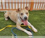 Small Photo #2 American Pit Bull Terrier-Unknown Mix Puppy For Sale in Las Vegas, NV, USA