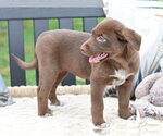 Small #3 Labrador Retriever Mix