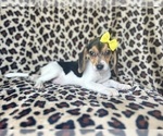 Small #1 Beagle