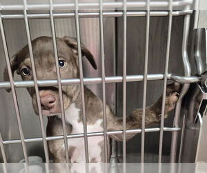 Labrador Retriever-Unknown Mix Dogs for adoption in Decatur, IL, USA