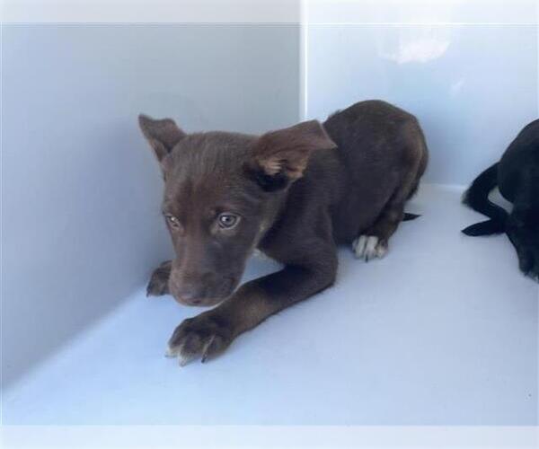 Medium Photo #1 Labsky Puppy For Sale in Houston, TX, USA