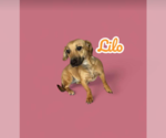 Small #4 Dachshund Mix