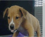 Small #2 Golden Labrador