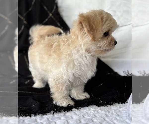 Medium Photo #8 Cav-A-Malt Puppy For Sale in ROCK STREAM, NY, USA