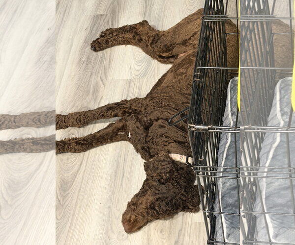 Medium Photo #4 Poodle (Standard) Puppy For Sale in Valrico, FL, USA