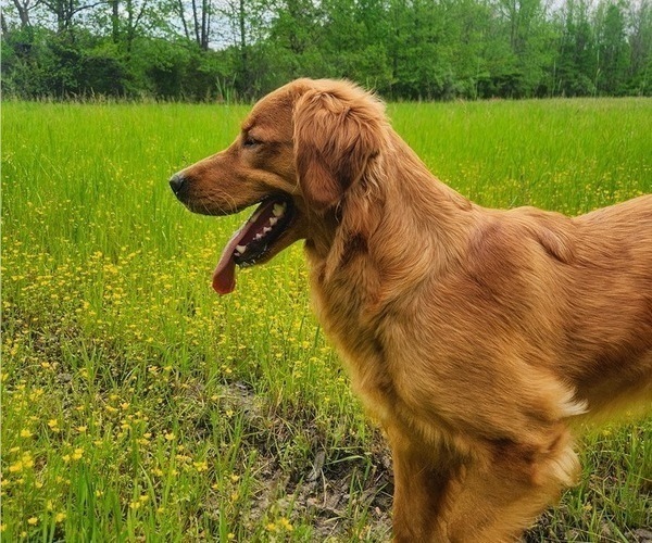 Medium Photo #1 Golden Retriever Puppy For Sale in ELMER, NJ, USA