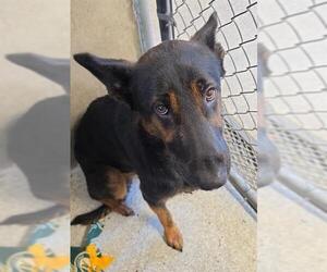 German Shepherd Dog Dogs for adoption in Lodi, CA, USA