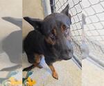 Small German Shepherd Dog