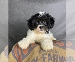 Small #10 Cavapoo (Miniature)