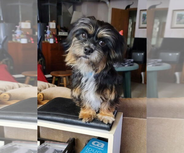 Medium Photo #3 Shih Tzu-Unknown Mix Puppy For Sale in Omaha, NE, USA