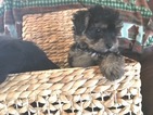 Small Photo #6 Havashire Puppy For Sale in CONROE, TX, USA