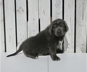 Newfoundland Puppy for Sale in MILLERSBURG, Ohio USA