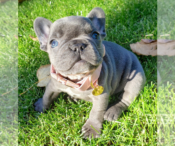 Medium Photo #1 French Bulldog Puppy For Sale in MARYSVILLE, WA, USA