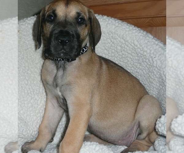 Medium Photo #3 Great Dane Puppy For Sale in CONWAY, SC, USA