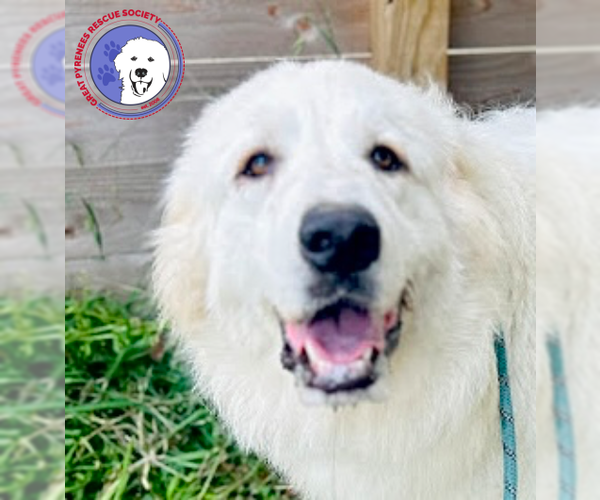 Medium Photo #3 Great Pyrenees Puppy For Sale in Spring, TX, USA