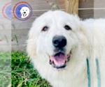 Small #2 Great Pyrenees