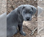 Small #2 Mutt