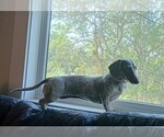 Small Photo #1 Dachshund Puppy For Sale in SACRAMENTO, CA, USA