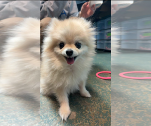Pomeranian Dogs for adoption in Sioux Falls, SD, USA