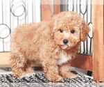 Small #1 Poodle (Toy)