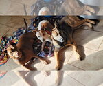 Small Photo #9 American Staffordshire Terrier-Red Heeler Mix Puppy For Sale in Arlington, VA, USA