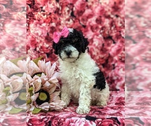 Poodle (Miniature) Puppy for sale in NOTTINGHAM, PA, USA