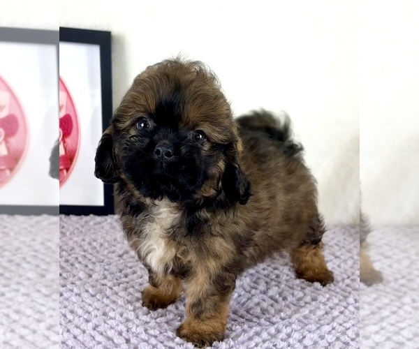 Medium Photo #5 Shih-Poo Puppy For Sale in INDIANAPOLIS, IN, USA