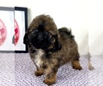 Small #4 Shih-Poo