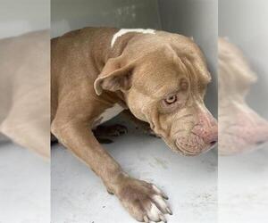 American Pit Bull Terrier-Unknown Mix Dogs for adoption in Houston, TX, USA