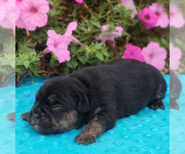 Medium Photo #2 Beabull Puppy For Sale in ARTHUR, IL, USA