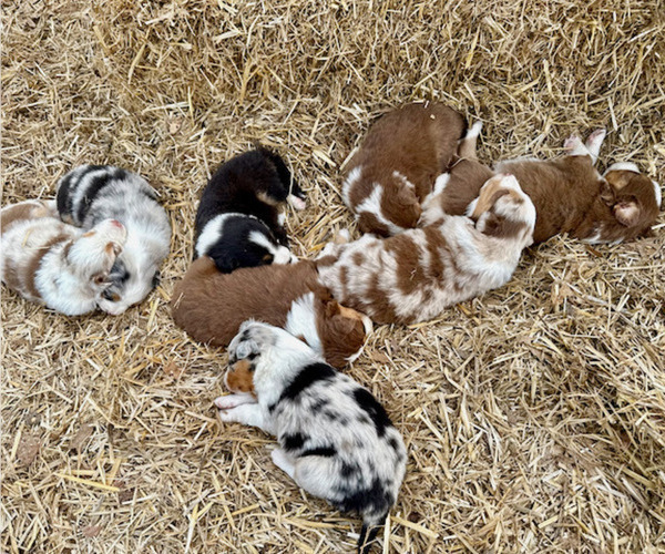Medium Photo #1 Australian Shepherd Puppy For Sale in SMITHS GROVE, KY, USA