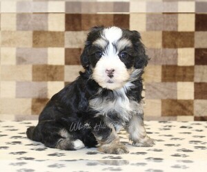 Bernedoodle (Miniature) Puppy for sale in DENVER, PA, USA