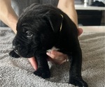 Small #31 Cane Corso