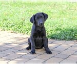 Small Photo #3 Labrador Retriever Puppy For Sale in SYRACUSE, IN, USA